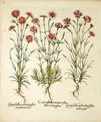 Variedades de Caryophyllus Sylvestris publicadas em Hortus Eystettensis, 1613