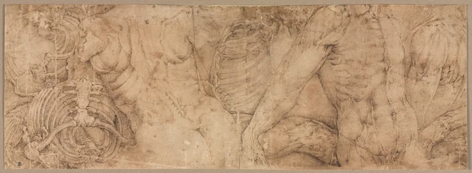 Torsos com costelas