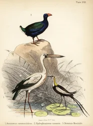 Bico-aberto-asiático, jaçanã-de-cauda-longa e takahē, 1855