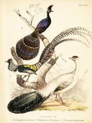 Faisão-de-orelhas-azuis, faisão-pavão-de-Palawan e Lady Amherst. 1855