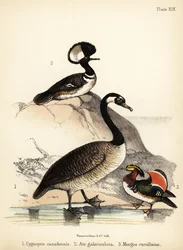 Ganso do Canadá, pato mandarim e merganso com capuz. 1855 (litografia)