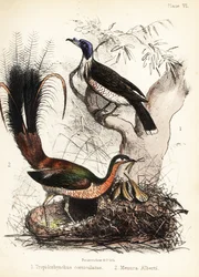 Friarbird e lirabird. 1855 (litografia)