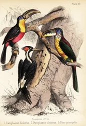 Tucano-de-bico-verde, araçari de crista encaracolada e madeira-de-bico-de-marfim 1855 (litografia)