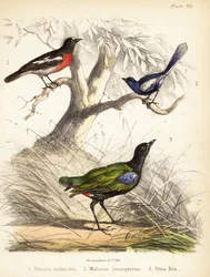Robin do Pacífico, fadas de asas brancas e pitta do arco-íris. 1855 (litografia)