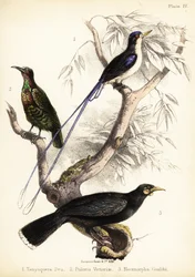 Martim-pescador do paraíso, fuzileiro de Victoria e extinta huia. 1855 (litografia)