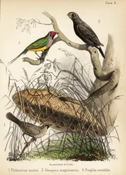 Tecelão sociável, grande tentilhão e tentilhão Gouldian. 1855 (litografia)