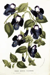 Torenia Asiatica pulcherrima, de &39;Horto Van Houtteano&39; de Louis van Houtte (1810-76) c.1860 (cromolito)