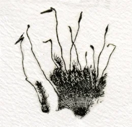 Brotando Moss, 2014, (gravura em madeira no gampi)