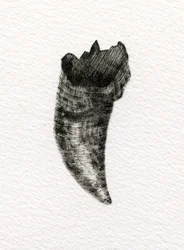 Dente felino, 2014, (gravura em madeira sobre papel)