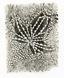 Ivy, 2014, (gravura em madeira sobre papel)