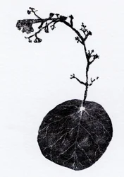 Lichen Leaf, 2014 (xilogravura, colagem sobre papel)