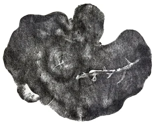 Morgondagg, 2014 (gravura em madeira sobre papel)