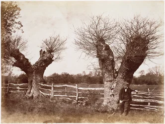 Uma árvore de Hedgerow, 1852 (albumen print)