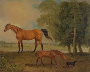 Broodmare com potro, e um Terrier