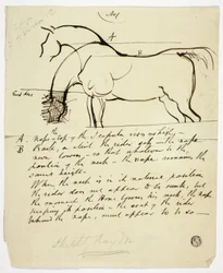 Esboço de um cavalo com anotações