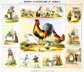 Galinha doméstica, c1850