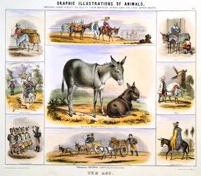 O cuzinho, c1850