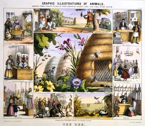 A abelha, c1850