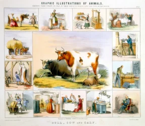 A vaca, c1850