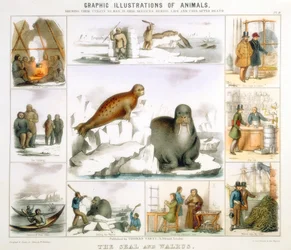 O selo e a morsa, c1850