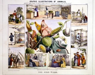 O bicho-da-seda, c1850