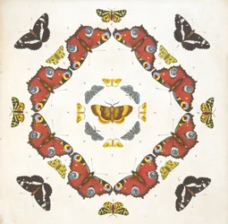 Detalhe da placa 1, de uma descrição rara das borboletas e das traças, bar. 1764 (gravura colorida à mão)