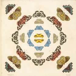 Detalhe da placa III, de uma descrição rara das borboletas e das traças, bar. 1764 (gravura colorida à mão)