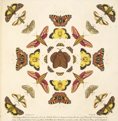 Detalhe da Placa IX, de A Rare Depiction of Butterflies and Moths, pub. 1764 (gravura colorida à mão)