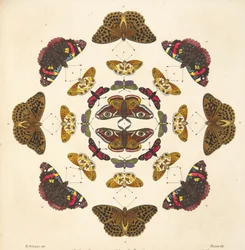 Detalhe da Placa VII, de Uma Rara Representação de Borboletas e Traças, pub. 1764 (gravura colorida à mão)