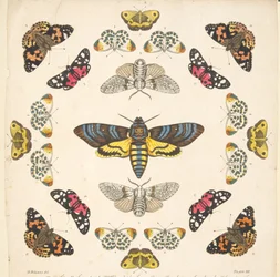 Detalhe da Placa XII, de A Rare Depiction of Butterflies and Moths, pub. 1764 (gravura colorida à mão)