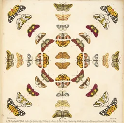 Detalhe da Placa XI, de A Rare Depiction of Butterflies and Moths, pub. 1764 (gravura colorida à mão)