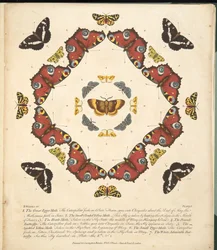 Placa 1, de uma descrição rara das borboletas e das traças, bar. 1764 (gravura colorida à mão)