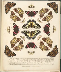 Placa II, de uma descrição rara das borboletas e das traças, bar. 1764 (gravura colorida à mão)