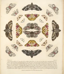 Placa IV, de uma descrição rara das borboletas e das traças, bar. 1764 (gravura colorida à mão)