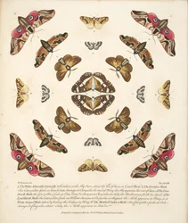 Placa VIII, de uma descrição rara das borboletas e das traças, bar. 1764 (gravura colorida à mão)