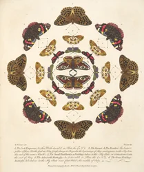 Placa VII, de uma descrição rara de borboletas e traças, pub. 1764 (gravura colorida à mão)