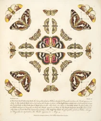 Placa VI, de uma descrição rara das borboletas e das traças, bar. 1764 (gravura colorida à mão)