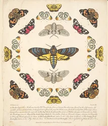 Placa XII, de A Rare Depiction of Butterflies and Moths, pub. 1764 (gravura colorida à mão)