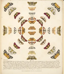 Placa XI, de uma descrição rara das borboletas e das traças, bar. 1764 (gravura colorida à mão)