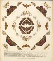 Placa X, de uma descrição rara das borboletas e das traças, bar. 1764 (gravura colorida à mão)