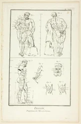 Desenho: Proporções do Hércules Farnese, da Encyclopédie