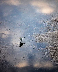 Ave no rio Garonne em Toulouse, Haute-Garonne (foto)