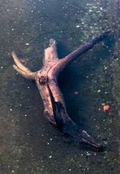 Pedaço de madeira em forma de crucifixo no rio Garonne, Toulouse, Haute-Garone (foto)