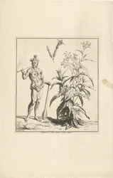 Planta tabaqueira e habitante original das Américas
Nicotiane ou Tabac dessiné d