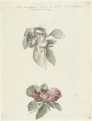 Folha de estudo com uma rosa