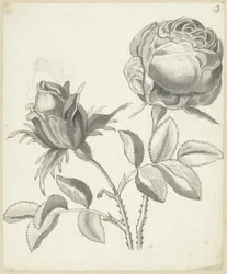 Duas rosas