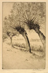 Pollard Willows, Rijsord, Holanda