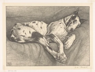cachorro dormindo