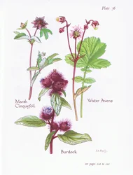 Cinquefoil do pântano, bardana, água Avens, 1951