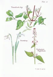 Alegria de viajantes, Nightshade de Enchanters, Snowdrop, 1951